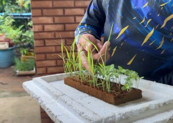 Produtor compra sementes pela internet, cai em golpe e recebe capim no ES