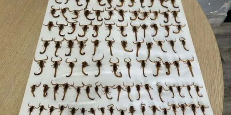 Cidade do ES enfrenta infestação de escorpiões e captura 150 animais em uma semana