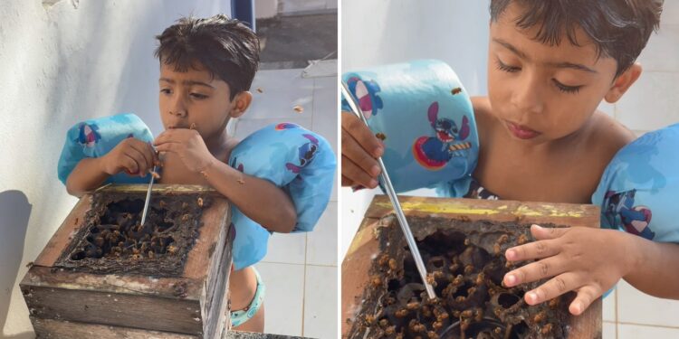 Menino de 4 anos toma mel direto da colmeia e viraliza: 'é o pet dele', diz pai