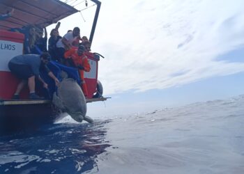 VÍDEO: Tartaruga de quase 200 kg é solta em alto-mar após 5 meses de reabilitação no litoral do ES